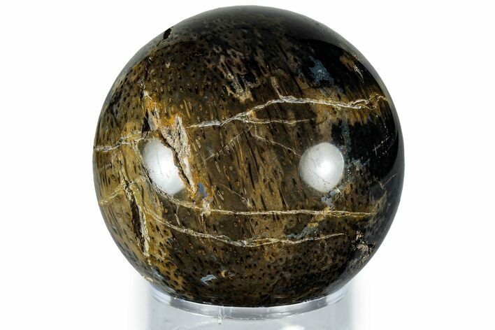 Polished Petrified Palm Wood Sphere - Indonesia #309182